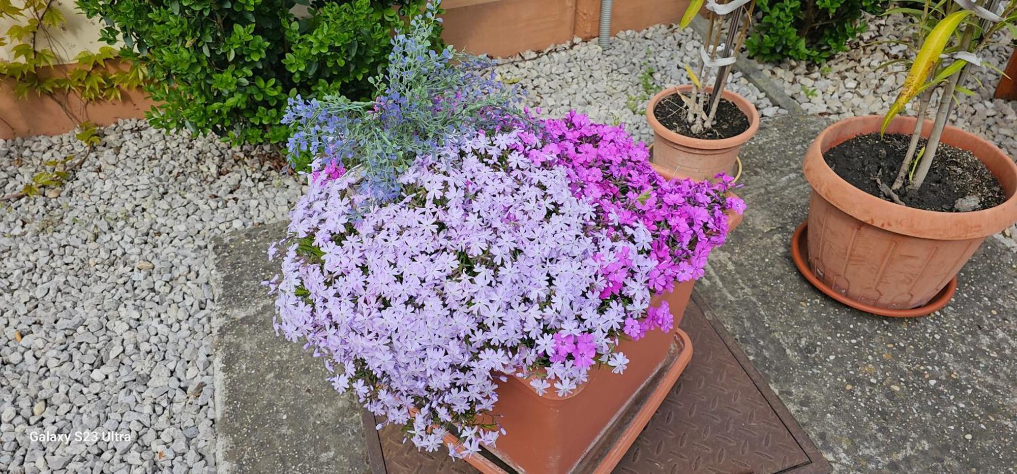 Apartmanovy Dom Flora Veľký Meder Zewnętrze zdjęcie